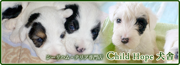 シーリハム・テリア専門店　Child Hope 犬舎