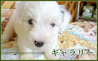 ギャラリー