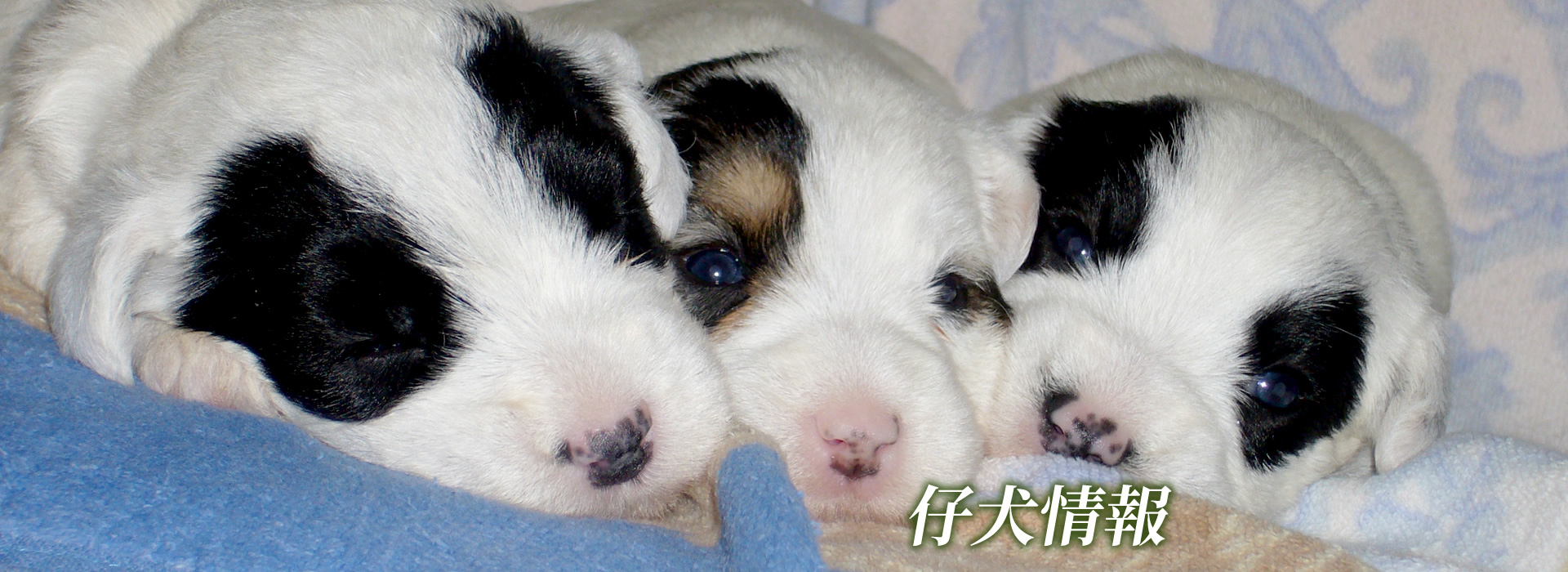 仔犬情報